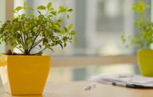 ۷ نکته مهم برای نگهداری گیاهان آپارتمانی در فصل تابستان و گرما