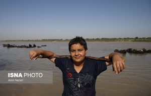 چند عکس دیدنی از  گاومیش‌آباد در کارون