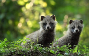 غذادهی به حیوانات چه بر سر حیات وحشی ایران می آورد؟