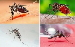 وجود پشه آئدس عامل تب دنگی در ۶ استان تایید شد
