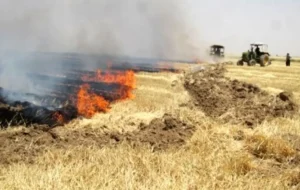 این گروه از کشاورزان جریمه و زندانی می شوند