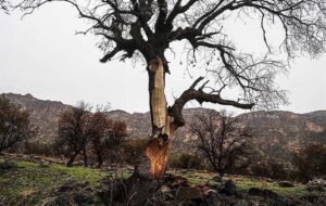 گزارشی تکان دهنده از سوزاندن «جنگل های زاگرس» در فارس، لرستان و کهگیلویه و بویراحمد