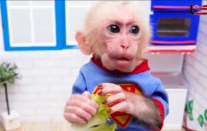 دلیل علاقه عجیب ایرانی‌ها برای خرید و نگهداری بچه میمون‌ها