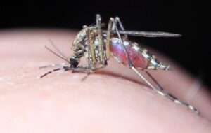 وضعیت خطرناک بیماری تب دانگی با ثبت ۲مورد فوتی در استان فارس