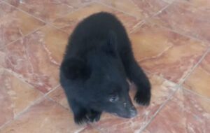 کشف یک توله خرس سیاه و ۴۷۴ پرنده از یک خودرو سمند در بختگان