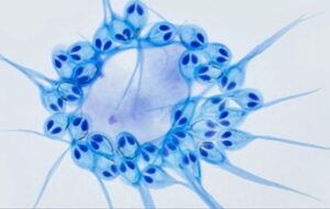 کشف نخستین موجود چند سلولی که برای زندگی نیاز به اکسیژن ندارد