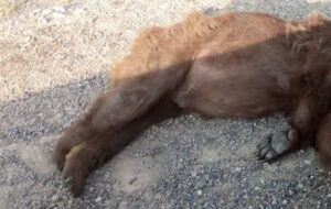 کشته شدن خرس قهوه ای و توله اش در آزادراه شیراز – اصفهان