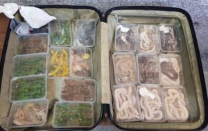 کشف چمدانی پر از مار و خزندگان توسط پلیس فرودگاه امام خمینی