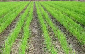 کشاورزان برنج را به روش خشکه کاری بدون آب کشت کنند