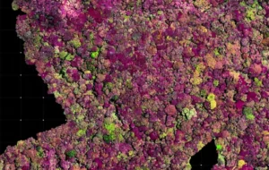 دانشمندان در جستجوی همسری برای این درخت باستانی هستند+عکس