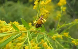 یافته های جدید دانشمندان درباره برخی رفتارهای هوشمندانه گیاهان