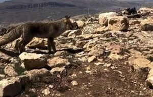 ببینید| اُملت خوردن روباه در شیراز عجب فیلمی شده