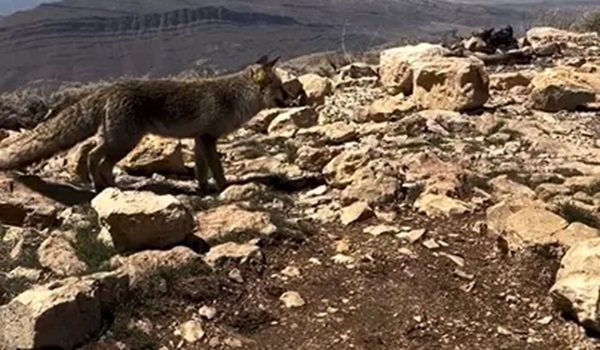 روباه دراک