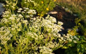 خواص دارویی،درمانی و زیبایی گیاه دارویی زنیان که باید بدانید