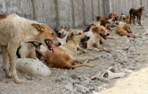 معضل سگهای بلا صاحب و این همه بی تفاوتی!