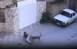 لحظه حمله  سگ ولگرد به دختر ۸ساله نکایی که فوت کرد(+ویدئو)