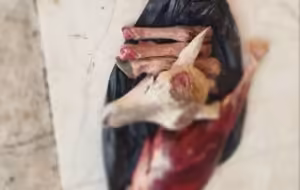 جزئیات درگیری مسلحانه شکارچیان متخلف در فسا با ماموران محیط زیست