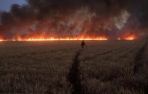 صاعقه مزارع گندم شهرستان بیضا را به آتش کشید