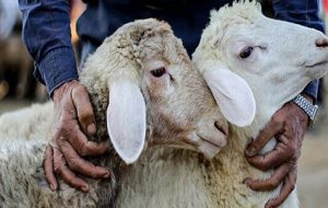 ایجاد ۹ جایگاه موقت عرضه و ذبح بهداشتی دام در شیراز برای عید سعید قربان