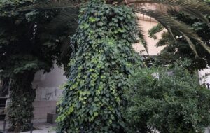 این نخل قشنگ کجای شیرازه؟