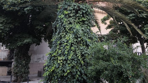 نخل زیبای شیراز 1