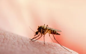 چکار کنیم پشه ها سراغ ما نیایند؟ پشه‌ها این بوها را دوست دارند