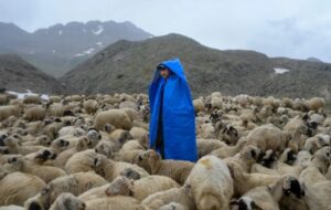 مهاجرت چوپانان ایرانی به ترکیه برای  ۲۰۰۰ دلار حقوق ماهیانه