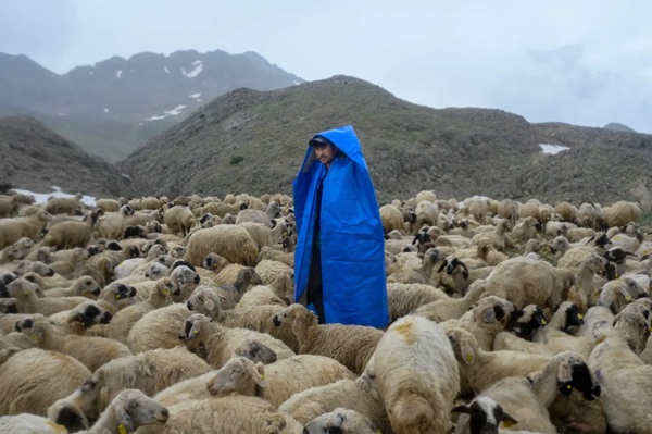 چوپانی ترکیه