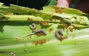 هشدار جدی جهاد کشاورزی به کشاورزان ۱۴ شهرستان استان فارس درباره نوعی آفت