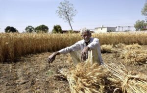 وعده جدید جهاد کشاورزی برای پرداخت طلب کشاورزان گندمکار