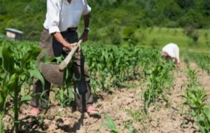  بی اعتمادی کشاورزان به چتر سوراخ  «بیمه محصولات»