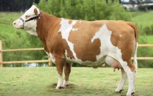 مالیات جدید بر گاز معده که دیگه نداشتیم !