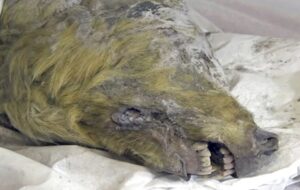 جسد یک گرگ با قدمت ۴۴ هزار سال کالبد شکافی شد