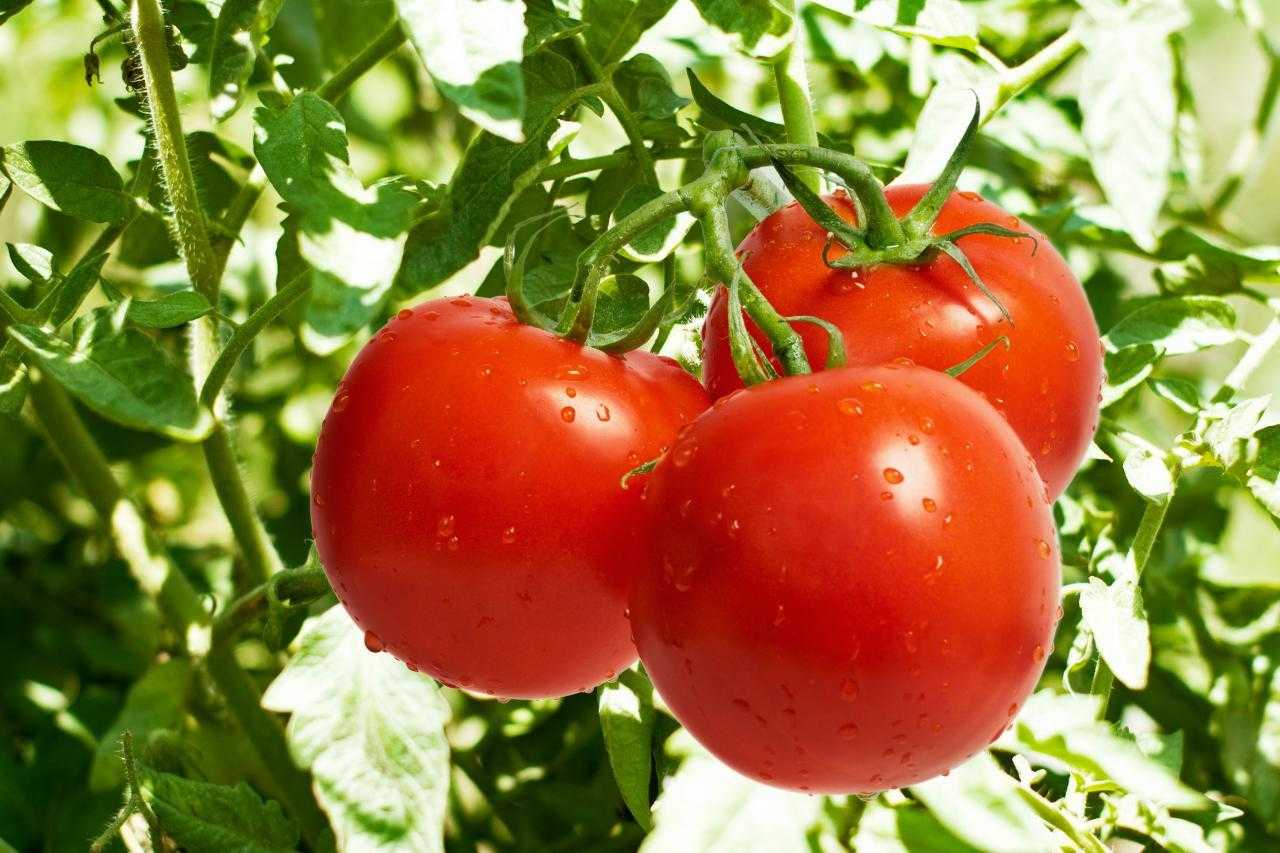گوجه فرنگی
