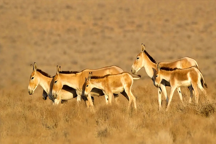 گور خر ایرانی