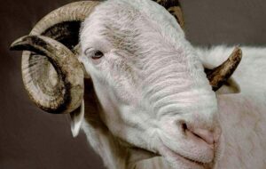 قیمت این گوسفند لاکچری ۶ میلیارد تومان است +عکس