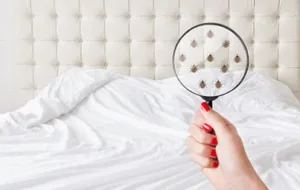 چگونه حشرات موذی را از تخت خواب دور کنیم؟