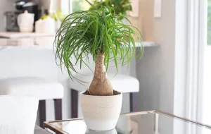 شرایط مراقبت از نخل دم اسبی یا گیاه لیندا چیست؟