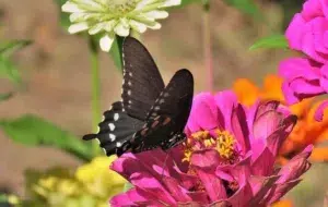 تعبیر و معنی خواب پروانه چیست؟