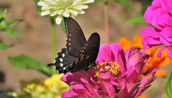 تعبیر خواب پروانه