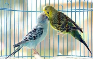 تمیز کردن پرندگان خانگی و قفس آنها به بهترین روش