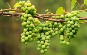 خواص آبغوره و مضرات آن؛طرز تهیه آبغوره قرمز خانگی،زمان مصرف و نکات نگهداری آن