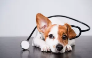 این حیوانات می‌توانند بیماری‌های انسانها را تشخیص دهند