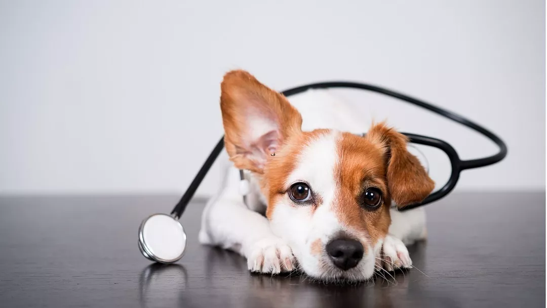 These animals can diagnose human diseases 5