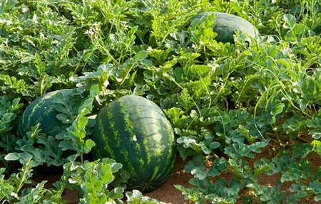 Watermelon properties amazing ir 2