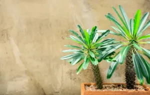 آشنایی با شرایط نگهداری و پرورش نخل ماداگاسکار