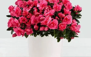 نحوه نگهداری و پرورش گل آزالیا در آپارتمان