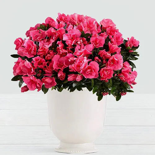 شرایط نگهداری گل آزالیا