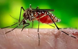 پشه آئدس عاشق رنگ و بوی تایر است/ بیشترین گزش در زمان طلوع و غروب خورشید