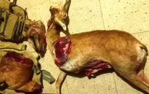 ماموریت شبانه برای دستگیری عوامل کشتن ۲ بره وحشی در منطقه بصیران